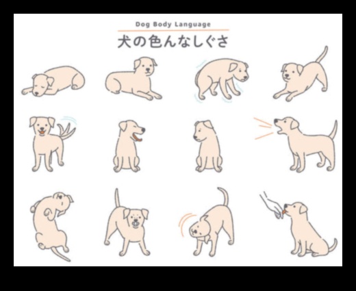 No astes luncināšanas līdz riešanai, suņu komunikācijas atšifrēšana 4 No astes luncināšanas līdz riešanai: suņu komunikācijas atšifrēšana