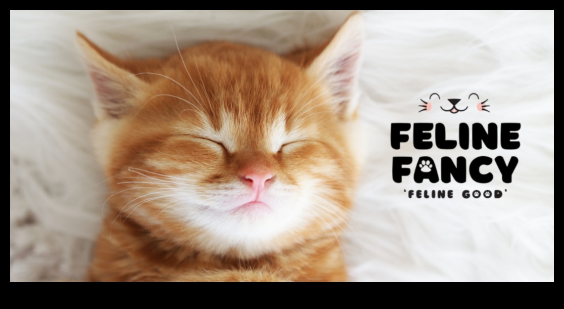 Catnap Chronicles Izpratne par kaķu miega modeļiem 5 Catnap Chronicles: Izpratne par kaķu miega modeļiem