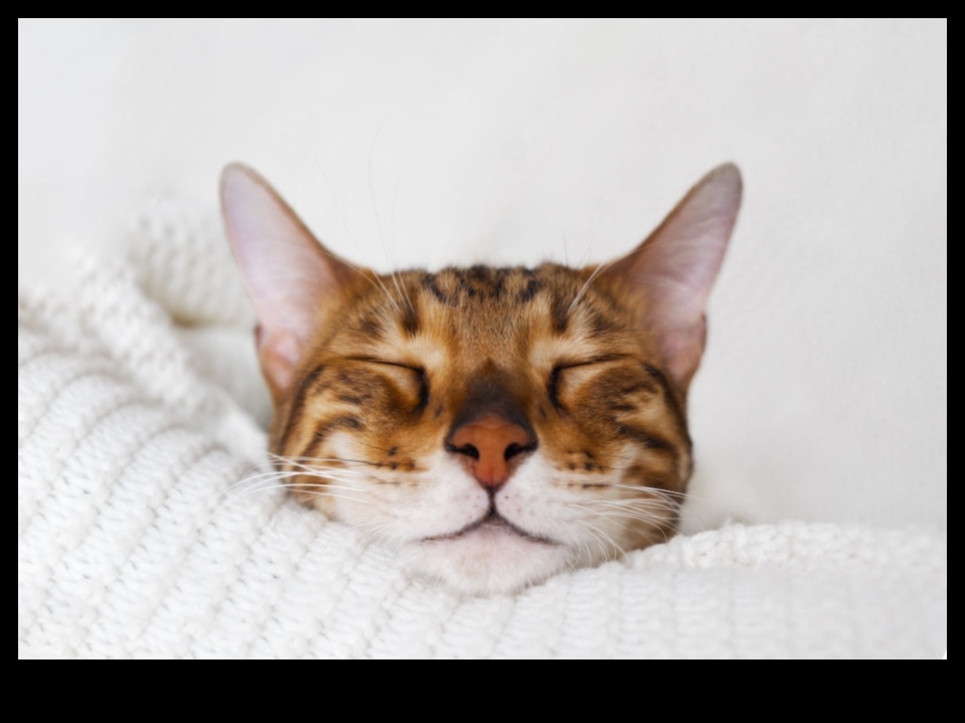 Catnap Chronicles Izpratne par kaķu miega modeļiem 2 Catnap Chronicles: Izpratne par kaķu miega modeļiem