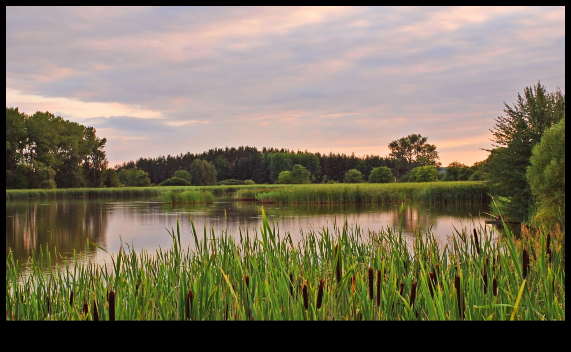 Zaļākas ganības Kā dārzkopība var palīdzēt kopt dabu 3 Zaļākas ganības: dabas kopšana ar dārzkopību