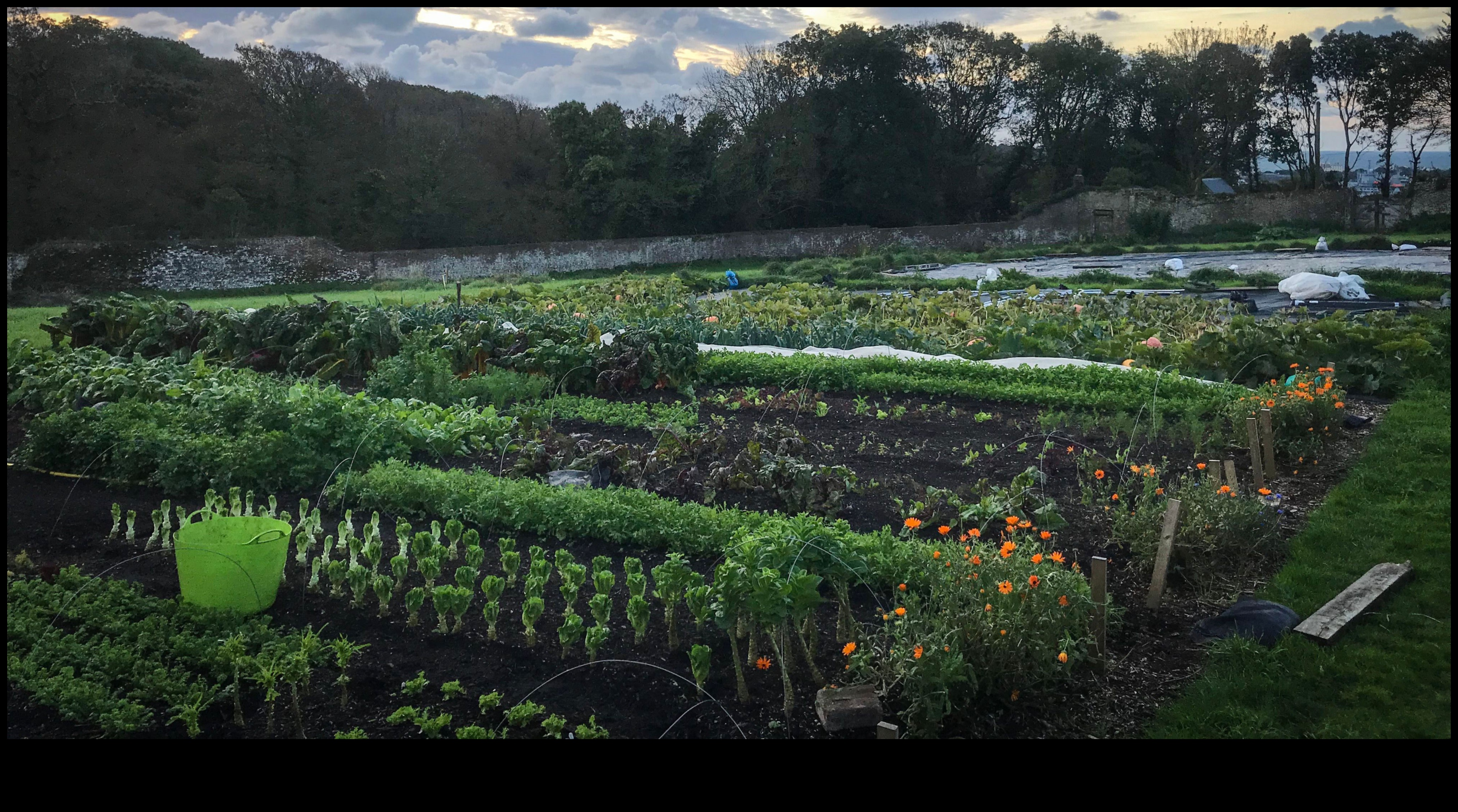 Zaļākas ganības Kā dārzkopība var palīdzēt kopt dabu 5 Zaļākas ganības: dabas kopšana ar dārzkopību