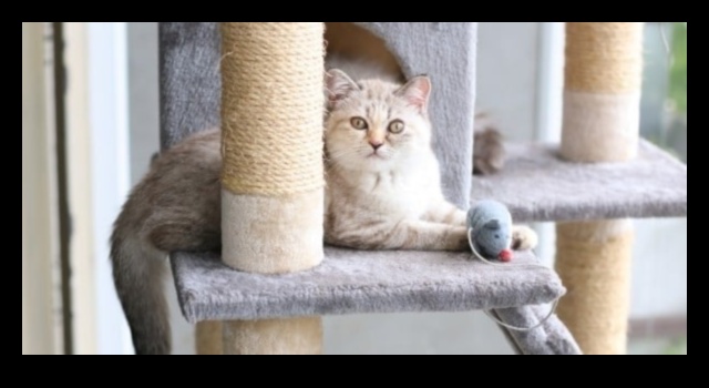 Ziņkārīgais kaķis: veicinot izpēti un bagātināšanu