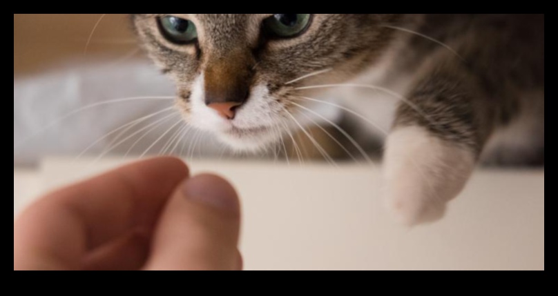 Ziņkārīgais kaķis: veicinot izpēti un bagātināšanu