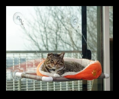 Ziņkārīgais kaķis: veicinot izpēti un bagātināšanu