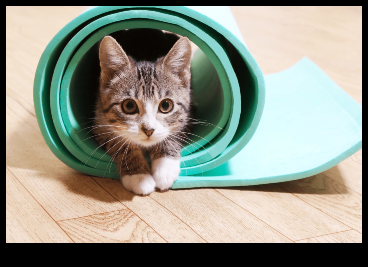 Ziņkārīgais kaķis: veicinot izpēti un bagātināšanu