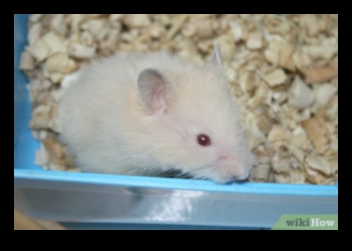 Kāmja spēles laika harmonija: drošas un priecīgas telpas izveide