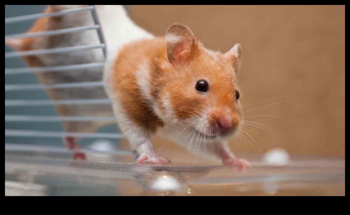 Kāmja spēles laika harmonija: drošas un priecīgas telpas izveide