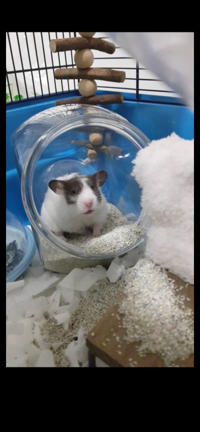 Kāmju podiņmācības padomi labu higiēnas ieradumu veicināšanai 4 Kāmja podiņmācība: padomi, kā veicināt labus higiēnas ieradumus