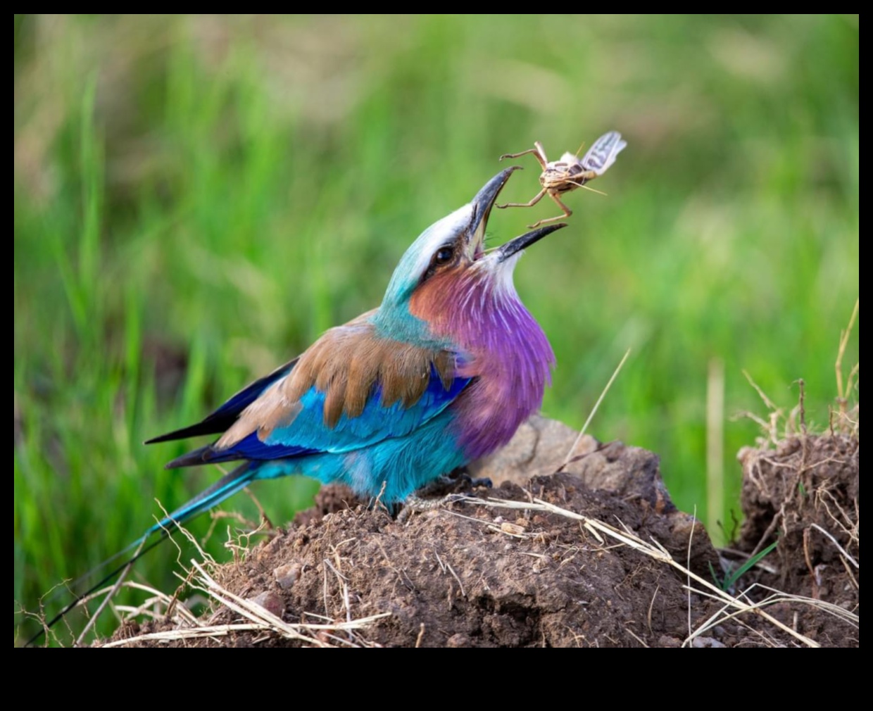 Spalvainie draugi turpinājums: putni ar unikālu barošanās uzvedību
