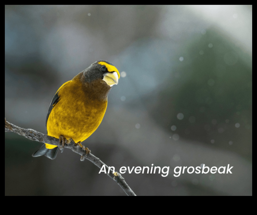 Spalvainie draugi turpinājums: putni ar unikālu barošanās uzvedību