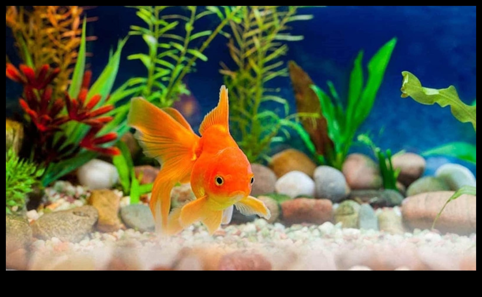 Aqua Adornments turpinājums 5 veidi, kā uzlabot zivju tvertnes estētiku 2 Aqua Adornments Turpinājums: Uzlabojiet jūsu zivju tvertnes estētiku