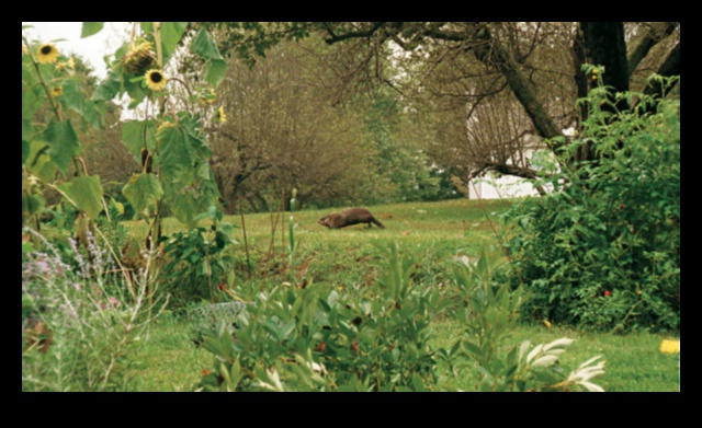 Critter Conundrum? Aizstāviet savu dārza oāzi