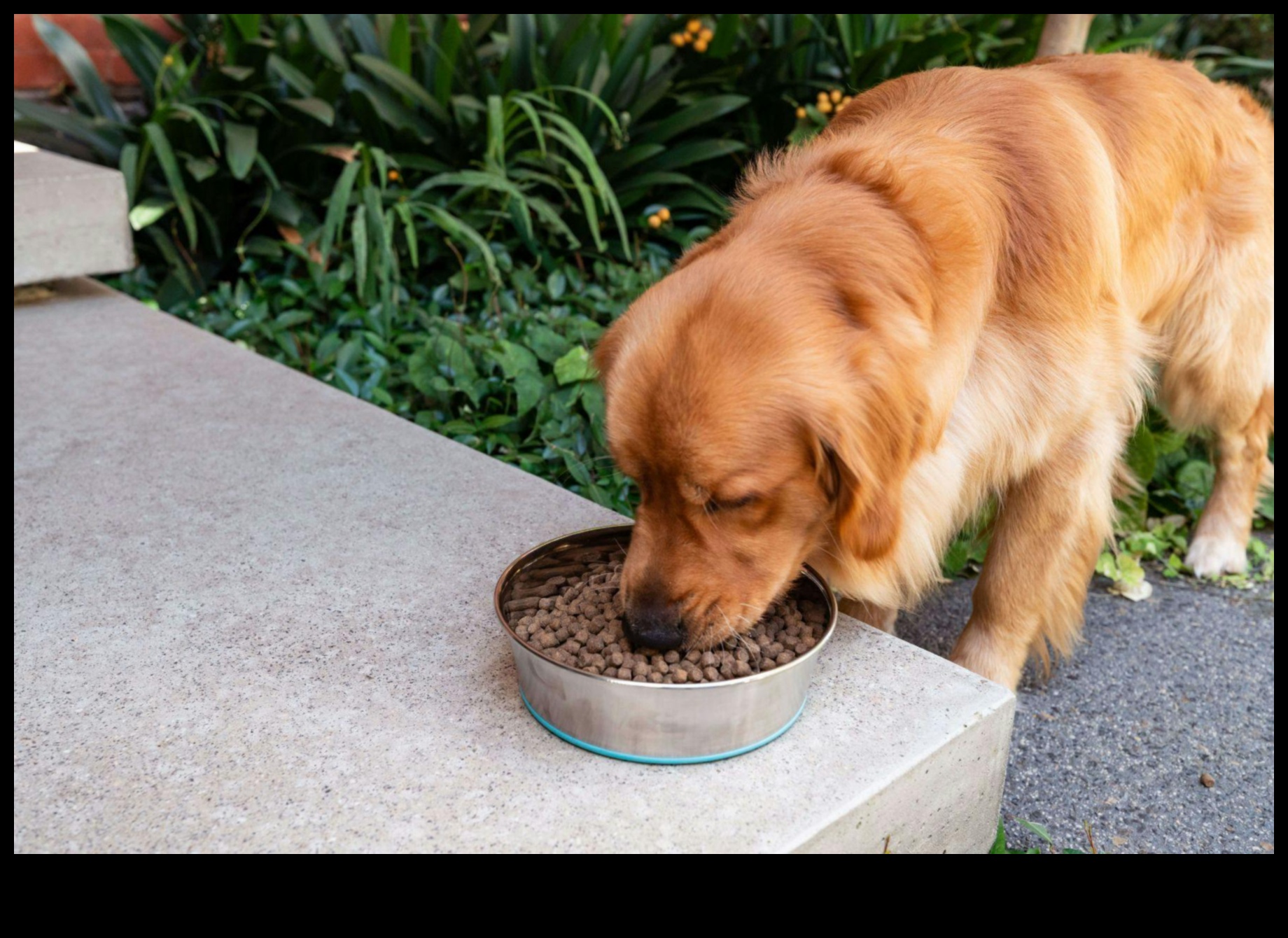 Pielāgotas gaumes: izvēlieties piemērotu barību jūsu mājdzīvnieka vajadzībām
