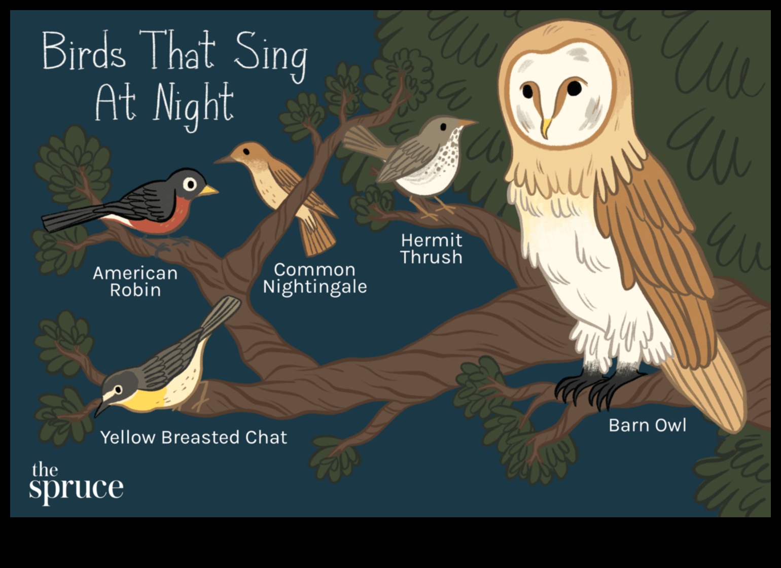 Chirp Chronicles Putnu uzvedība sezonās 3 Chirp Chronicles: putnu uzvedība gadalaikos