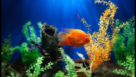 Aqua Adornments Turpinājums: Uzlabojiet jūsu zivju tvertnes estētiku