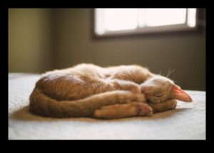 Catnap Chronicles: Izpratne par kaķu miega modeļiem
