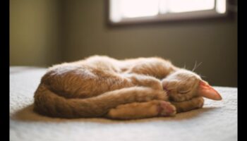 Catnap Chronicles: Izpratne par kaķu miega modeļiem