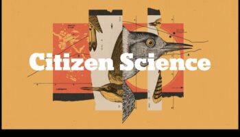 Chirp Chronicles: putnu uzvedība gadalaikos