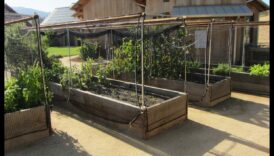 Critter Conundrum? Aizstāviet savu dārza oāzi