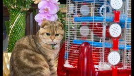 Kāmja videospēles visur solidaritāte, padarot drošu un priecīgu telpu 2 Kāmja spēles laika harmonija: drošas un priecīgas telpas izveide