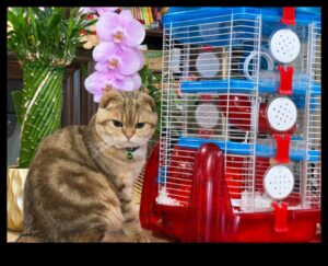 Kāmja spēles laika harmonija: drošas un priecīgas telpas izveide