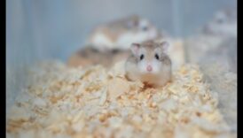 Kāmju podiņmācības informācija, lai varētu veicinātu labus higiēnas ieradumus 2 Kāmja podiņmācība: padomi, kā veicināt labus higiēnas ieradumus