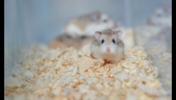 Kāmja podiņmācība: padomi, kā veicināt labus higiēnas ieradumus