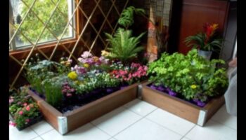 Pintes izmēra dārzi: atklāti iekštelpu dārzkopības brīnumi