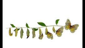 Uzņēmējdarbības apvērsums: dinamiskās analīzes plānošanas stratēģijas