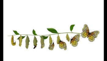 Uzņēmējdarbības apvērsums: dinamiskās analīzes plānošanas stratēģijas