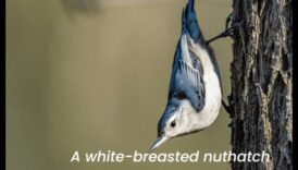 Spalvainie biedru biedri izturēja putnus izmantojot unikālu barošanās paradumu 6 Spalvainie draugi turpinājums: putni ar unikālu barošanās uzvedību