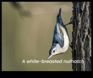 Spalvainie draugi turpinājums: putni ar unikālu barošanās uzvedību