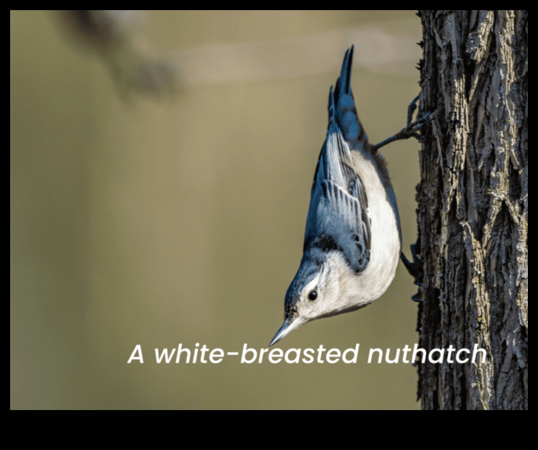 Spalvainie draugi turpinājums: putni ar unikālu barošanās uzvedību