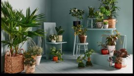 Telpaugu patvērums: iekštelpu dārzkopības panākumu noslēpumi