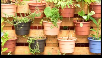 Up, Up un Bloom: atklāti vertikālās dārzkopības noslēpumi