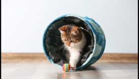 Ziņkārīgais kaķis: veicinot izpēti un bagātināšanu