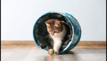 Ziņkārīgais kaķis: veicinot izpēti un bagātināšanu