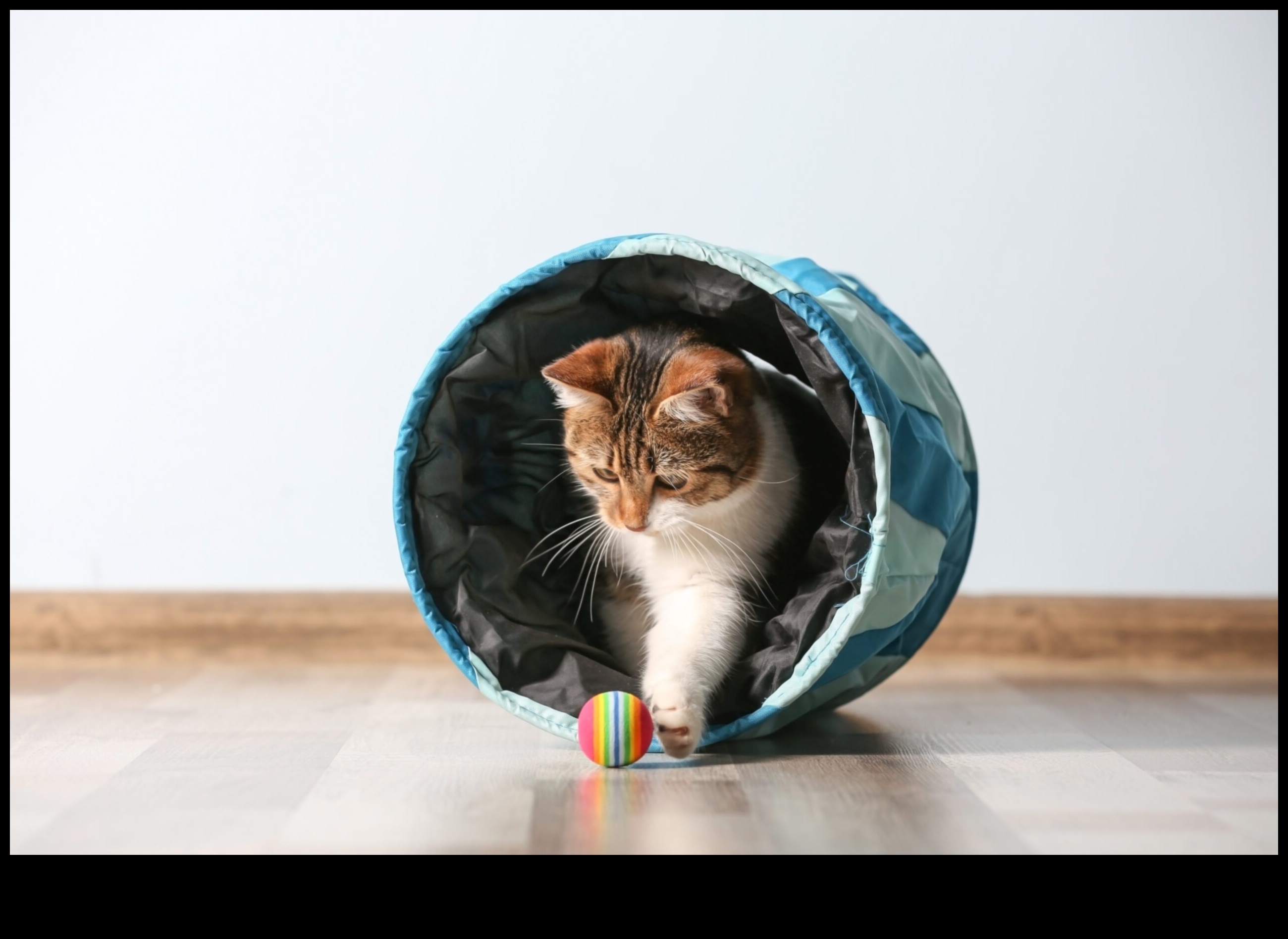 Ziņkārīgais kaķis: veicinot izpēti un bagātināšanu